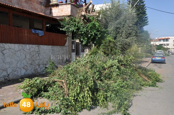 trees lud 1112 (12).JPG